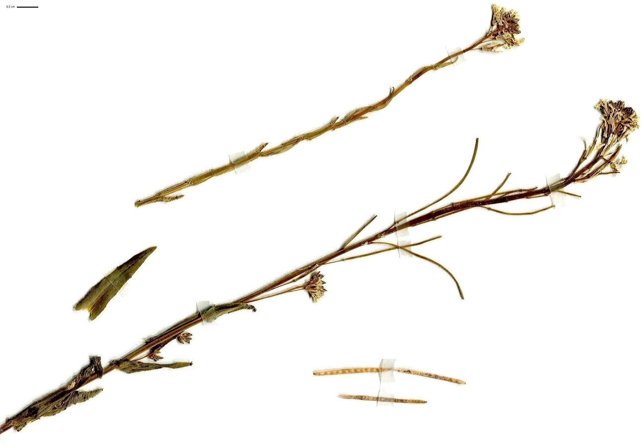 Arabis sagittata (Brassicaceae)